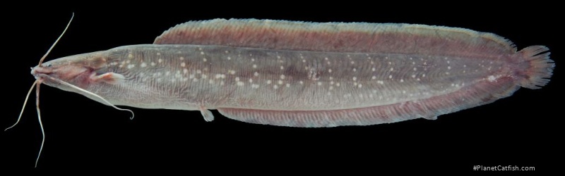 Clarias nieuhofii