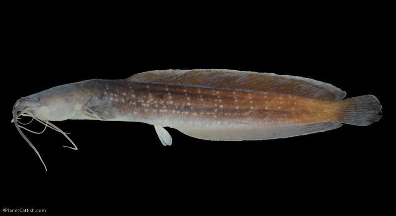 Clarias rennyae