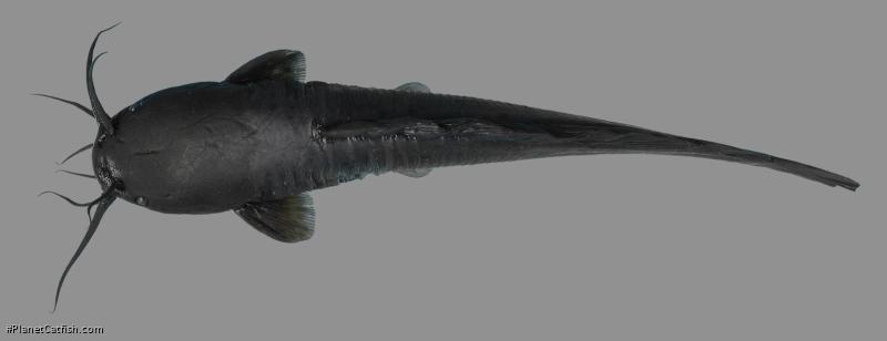 Clarias serniosus