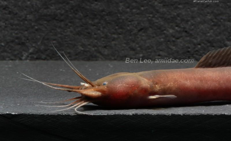 Gymnallabes typus