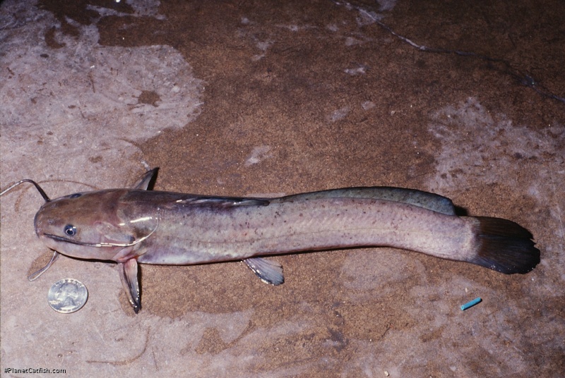 Heterobranchus longifilis