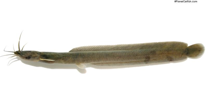 Platyclarias machadoi