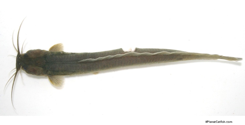 Platyclarias machadoi