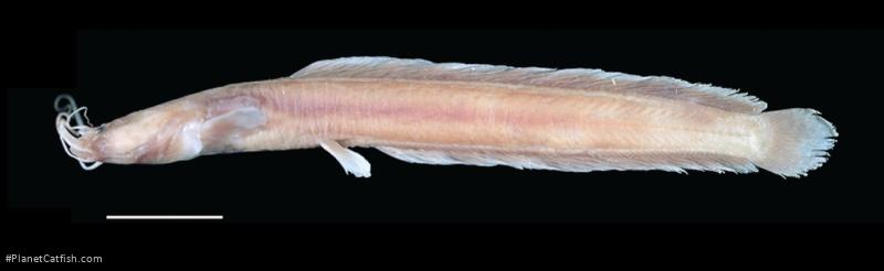 Pseudotanganikallabes prognatha