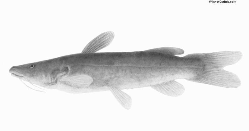Bathybagrus tetranema