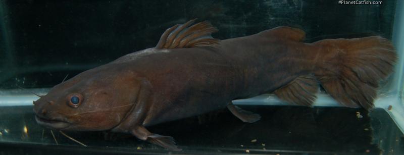 Chrysichthys graueri