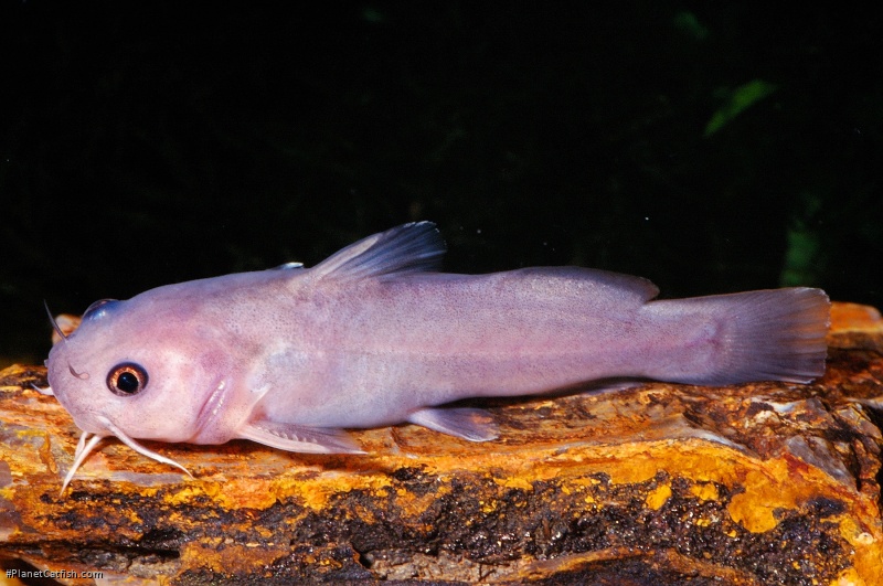 Lophiobagrus cyclurus