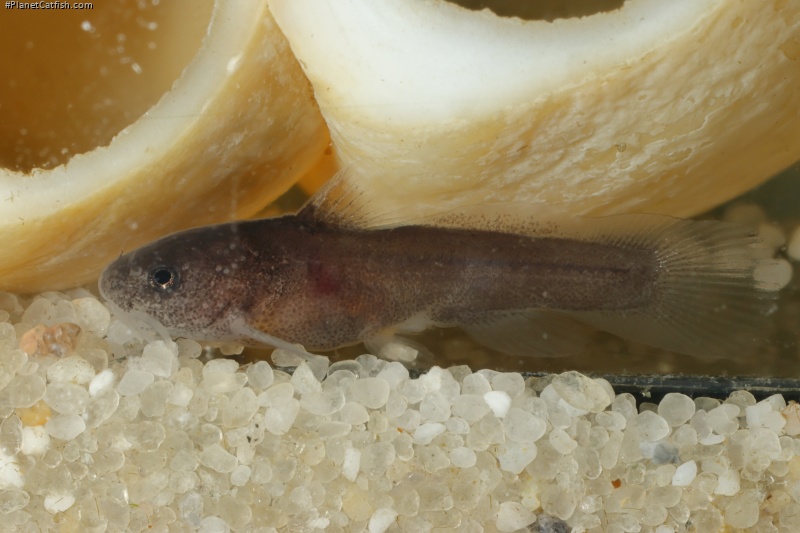 Lophiobagrus sp. (1)