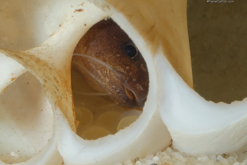 Lophiobagrus sp. (1)