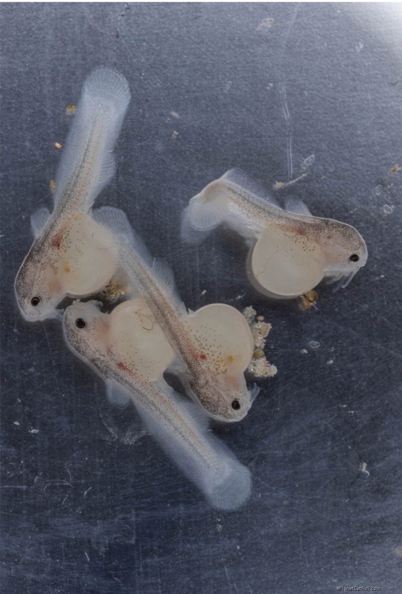 Lophiobagrus sp. (1)