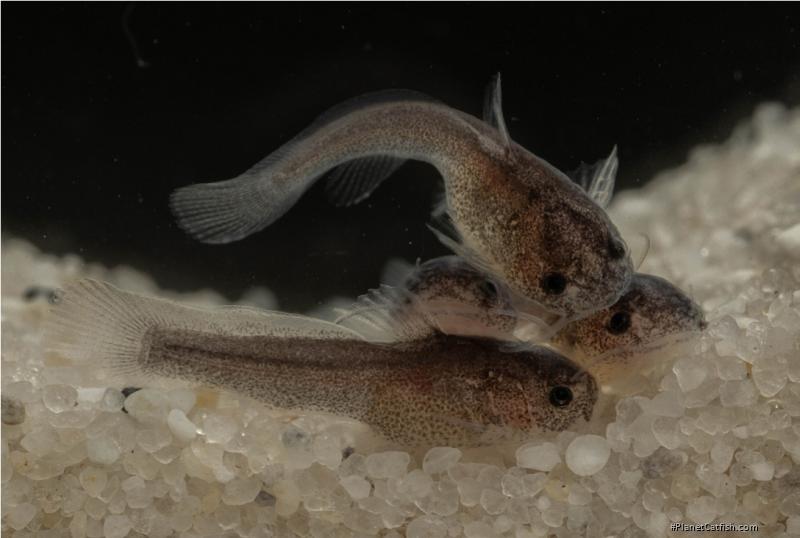 Lophiobagrus sp. (1)