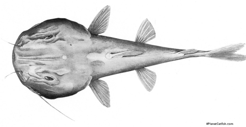 Pardiglanis tarabinii