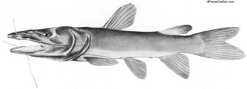 Pardiglanis tarabinii