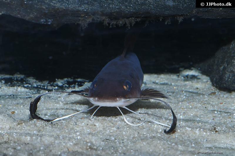 Phyllonemus typus