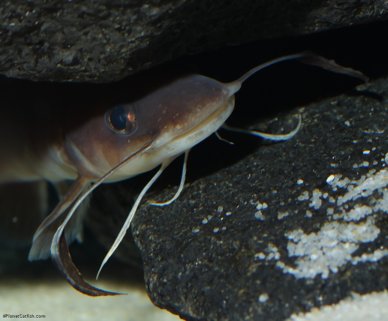 Phyllonemus typus