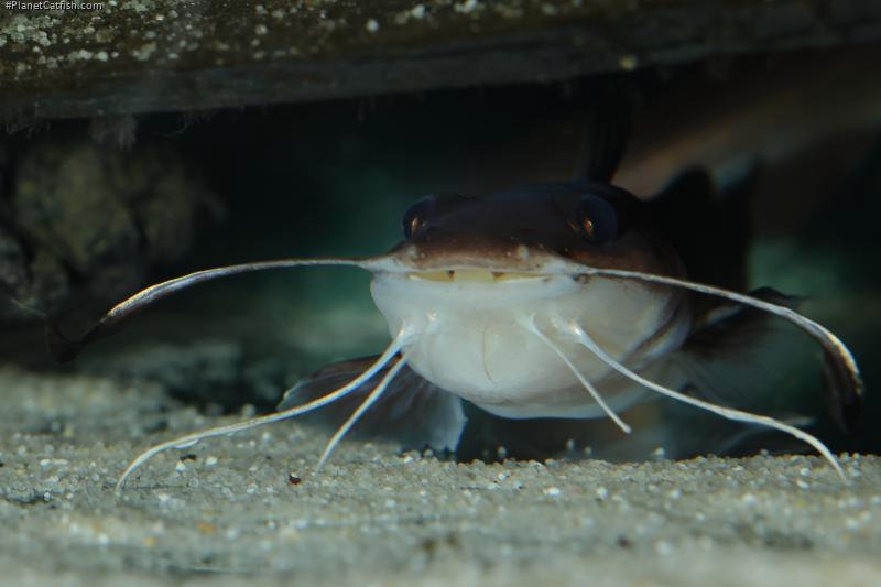Phyllonemus typus