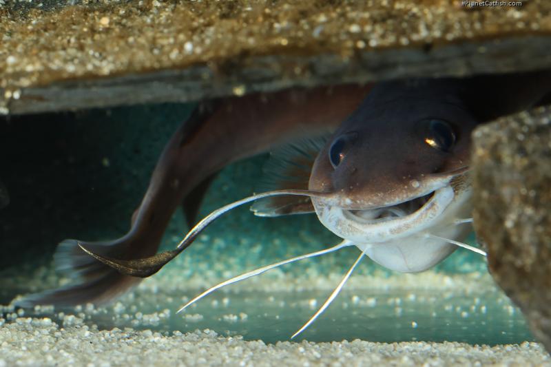 Phyllonemus typus