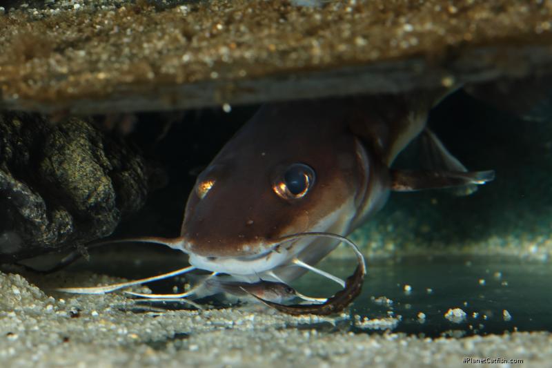 Phyllonemus typus