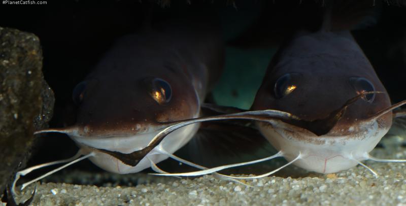 Phyllonemus typus