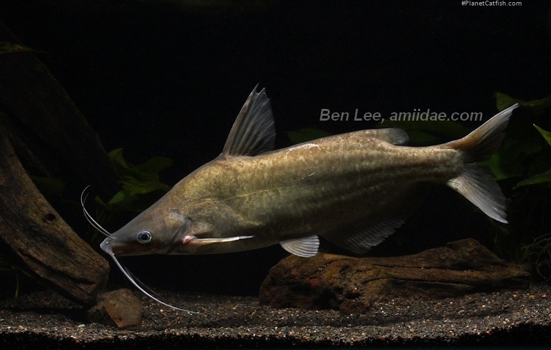 Cranoglanis bouderius