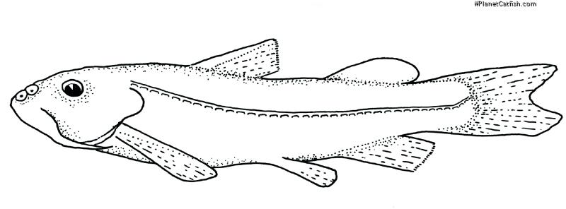 Diplomystes camposensis