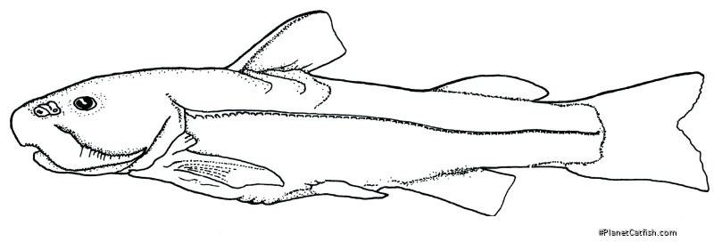 Diplomystes chilensis