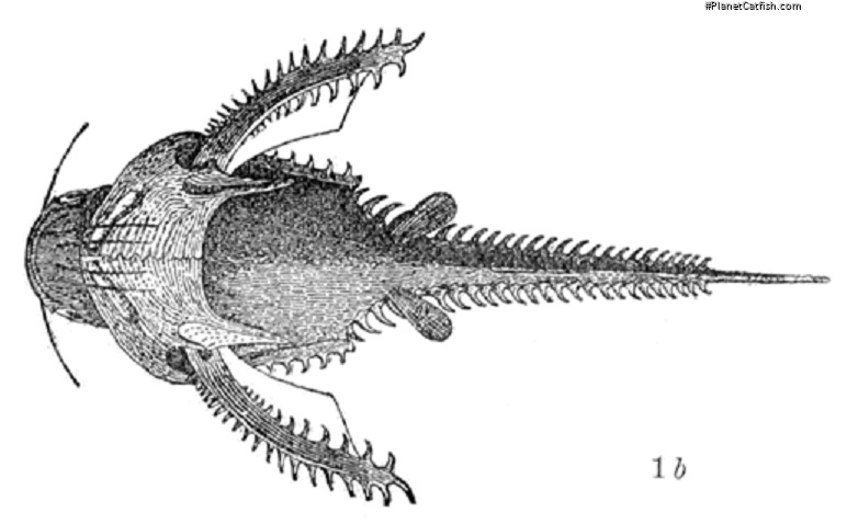 Amblydoras monitor