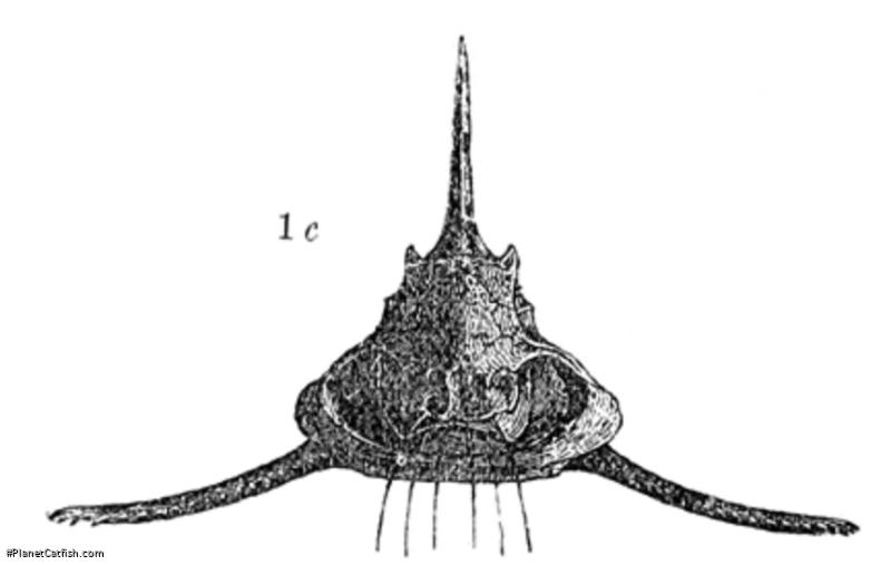 Amblydoras monitor