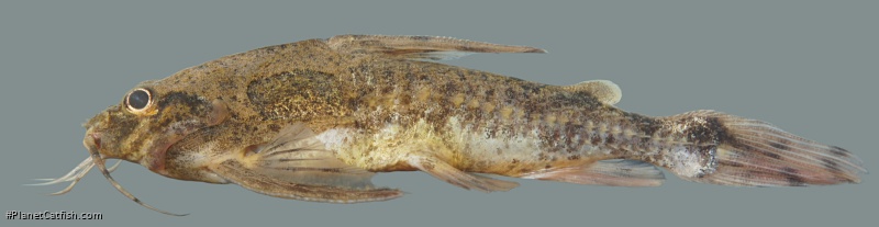 Astrodoras asterifrons