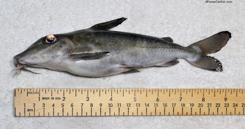 Doras phlyzakion