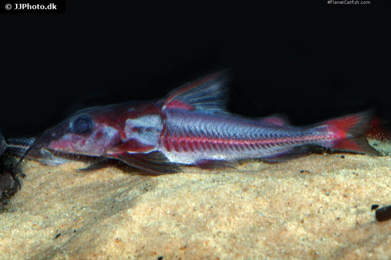 Hemidoras morrisi