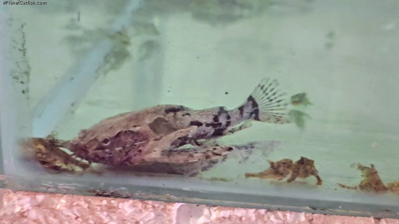Hypodoras forficulatus