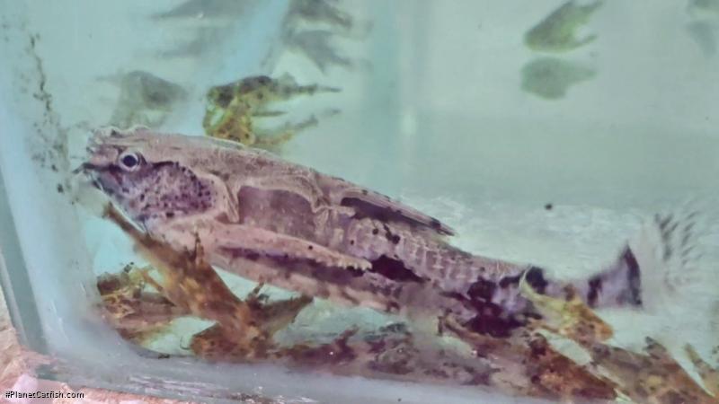 Hypodoras forficulatus