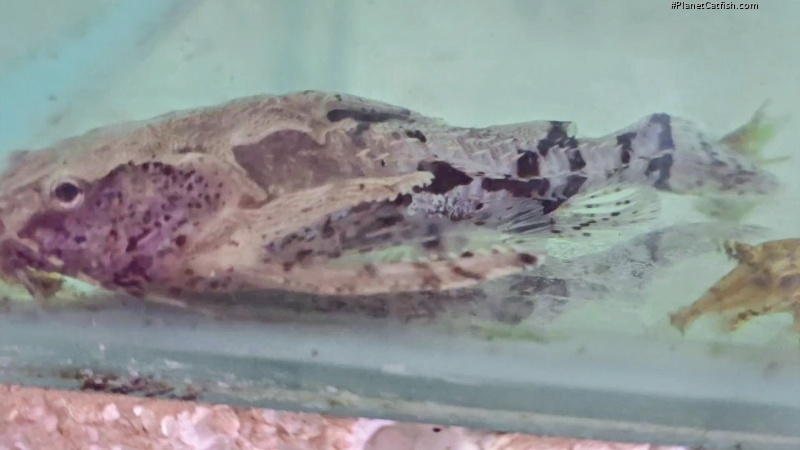 Hypodoras forficulatus