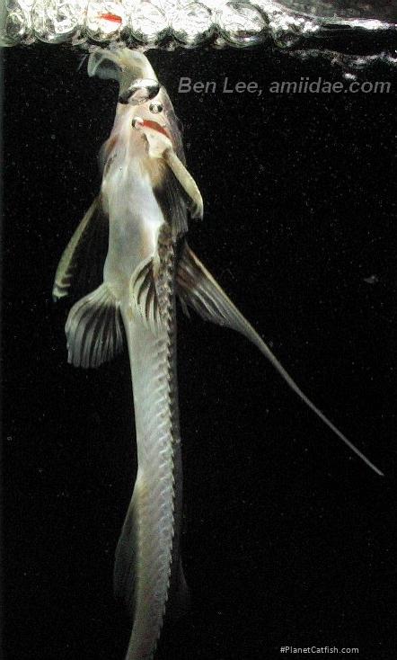 Leptodoras juruensis