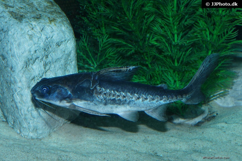 Lithodoras dorsalis