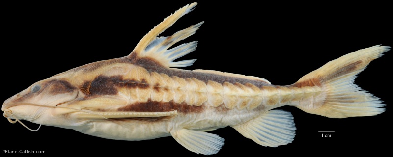 Megalodoras guayoensis