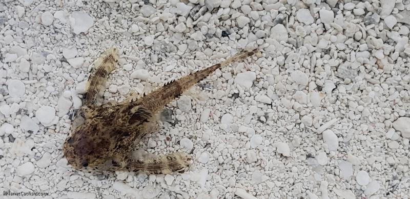Physopyxis lyra