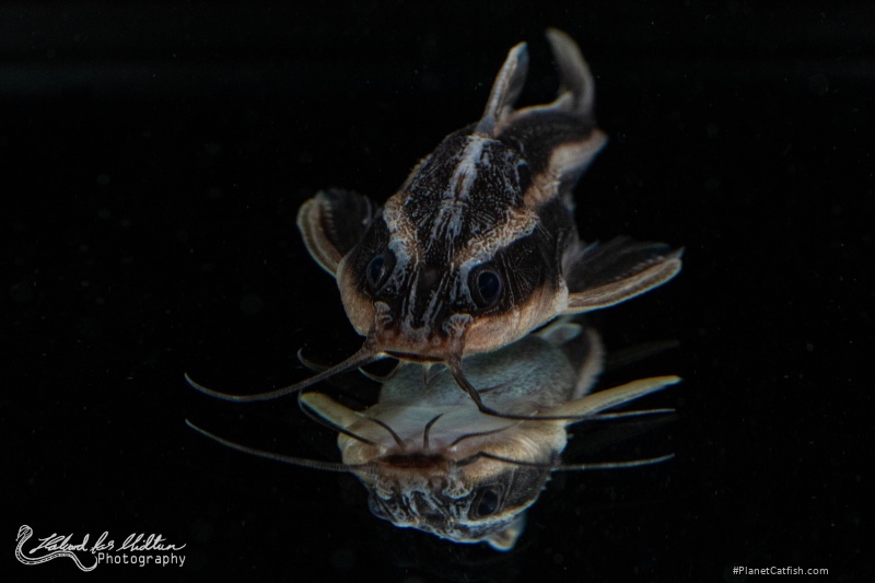 Platydoras armatulus