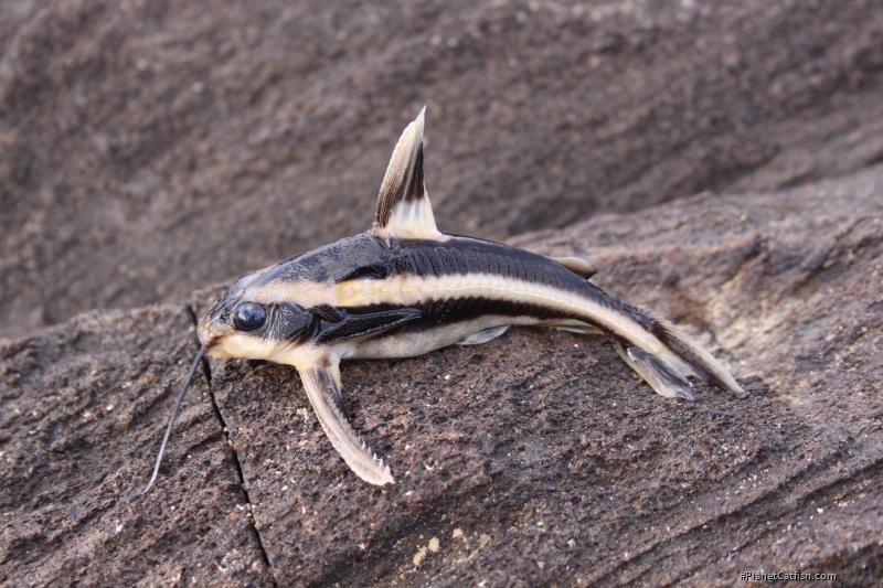 Platydoras armatulus