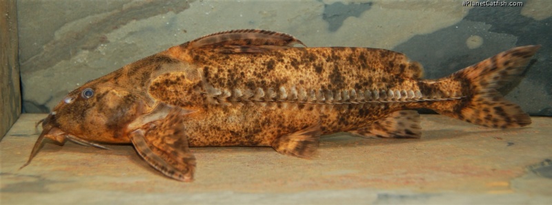 Rhinodoras gallagheri