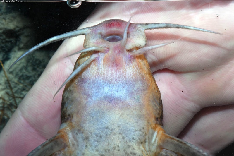 Rhinodoras gallagheri