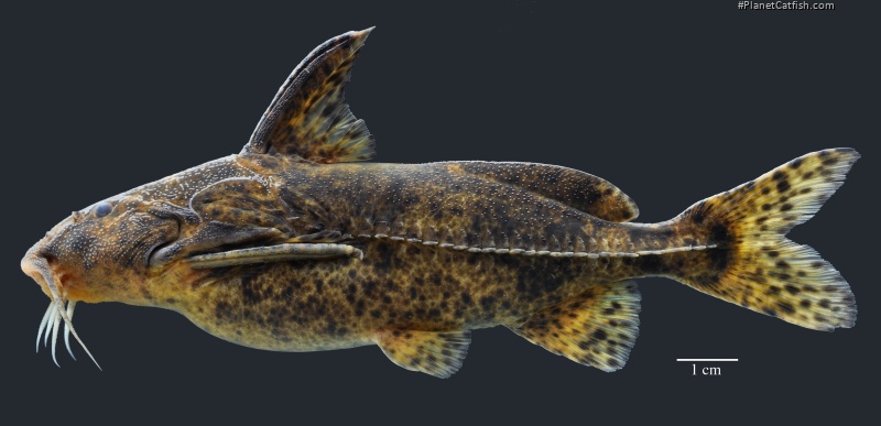 Rhinodoras sp. `TOCANTINS XINGU`