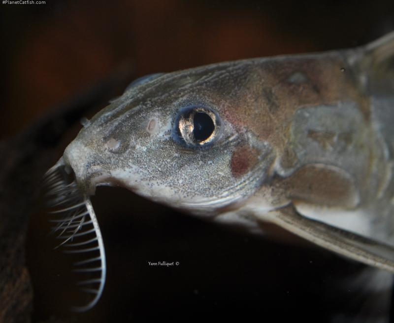 Tenellus cristinae