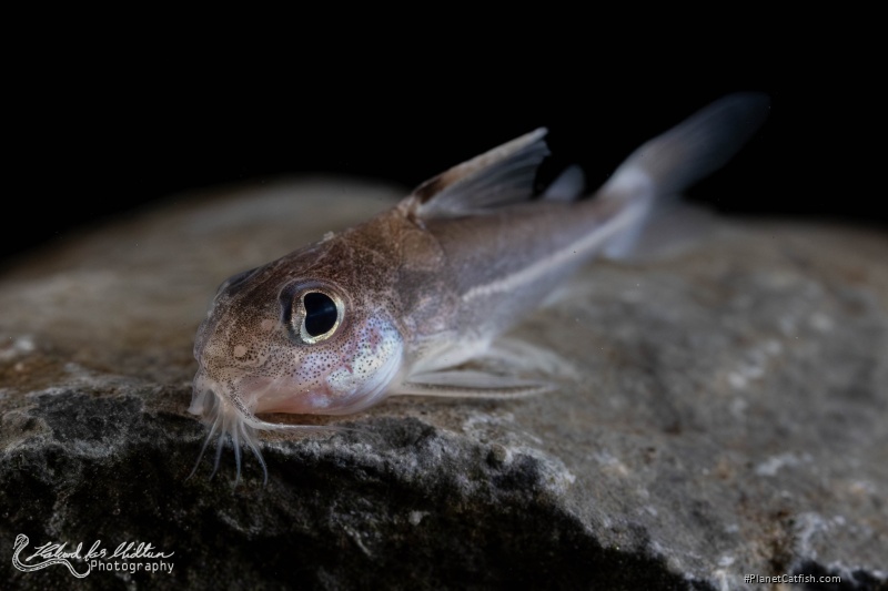 Tenellus leporhinus