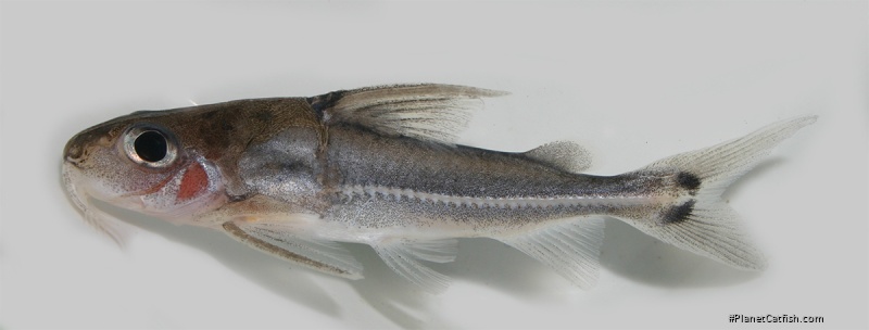 Tenellus leporhinus