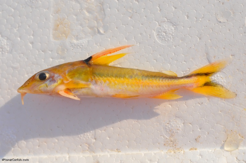 Tenellus ternetzi