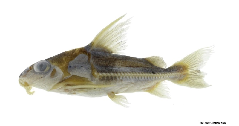 Trachydoras brevis