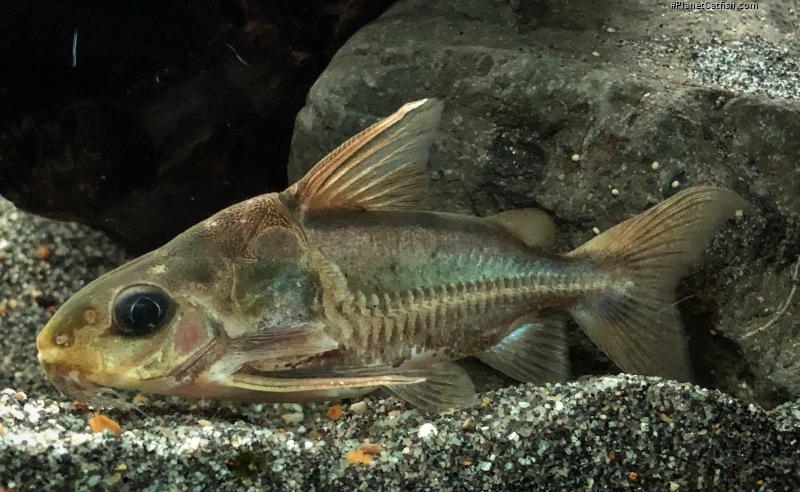 Trachydoras paraguayensis