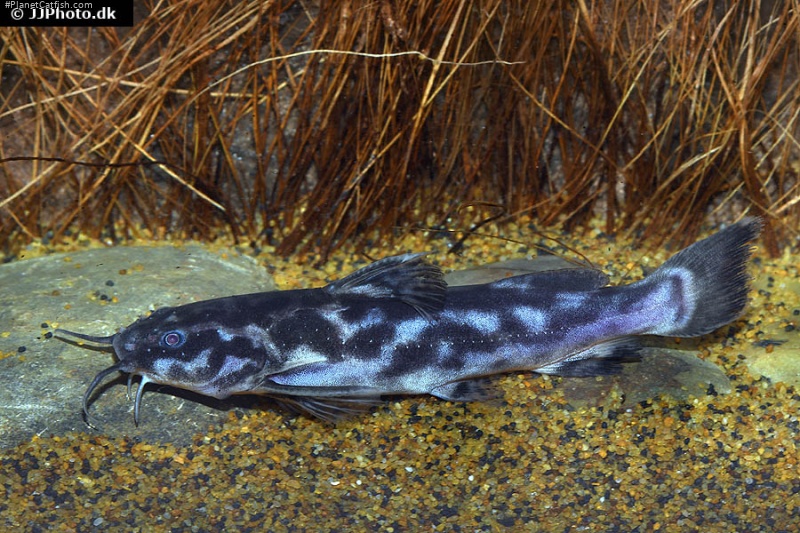 Wertheimeria maculata